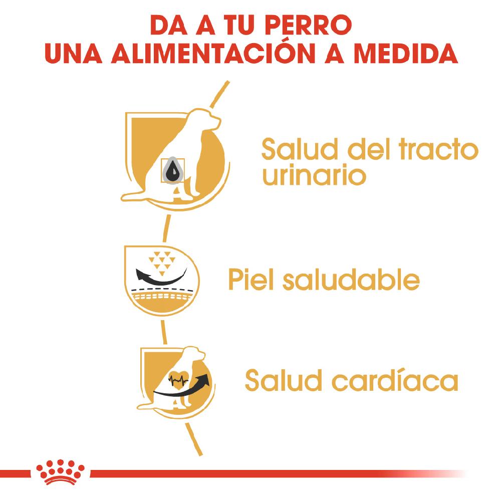 Miscota Royal Canin Cibo Secco per Cani Dalmatian Adulto Fino al 60% di sconto
