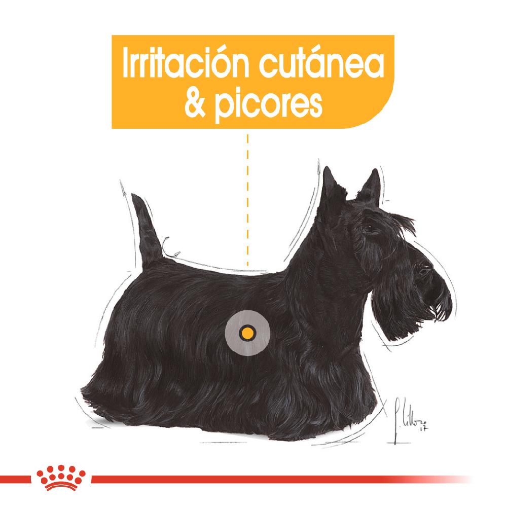 Miscota Royal Canin Mini Dermacomfort Adult Small Dog Food pelle sensibile Saldi Di Fabbrica