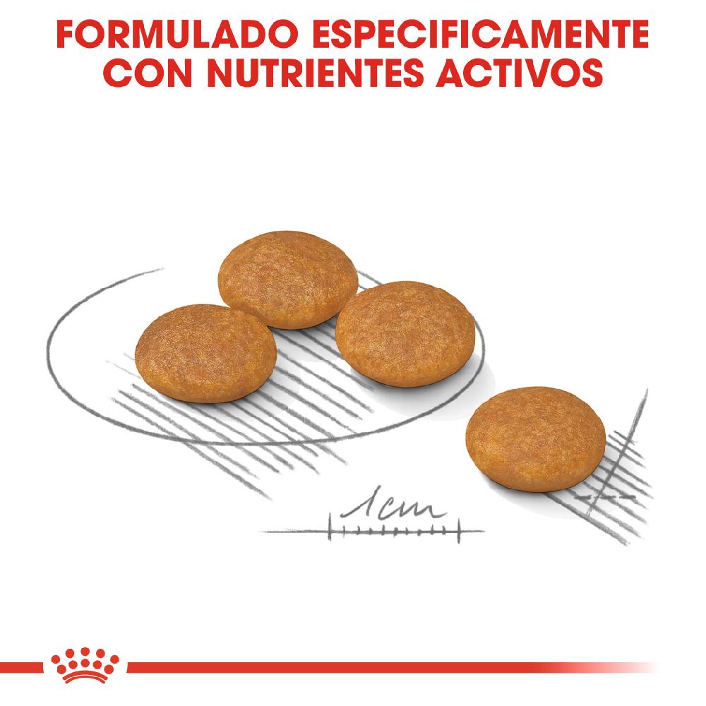 Miscota Royal Canin Mini Dermacomfort Adult Small Dog Food pelle sensibile Saldi Di Fabbrica