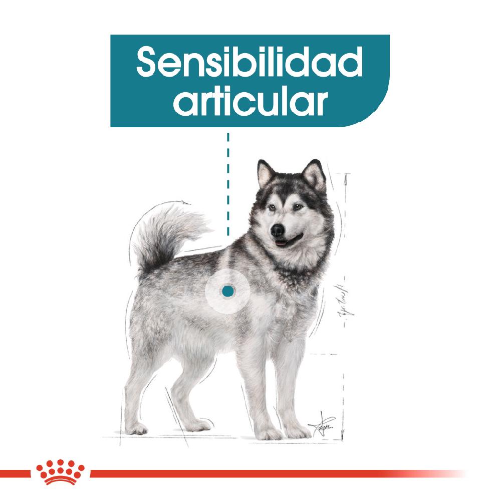 Miscota Royal Canin Maxi Joint Care Large Adult Food con sensibilità alle articolazioni Negozio