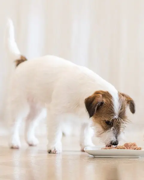 Miscota Schesir Multipack X4 Cibo Umido per Cani di Tonno Con Fornitura limitata