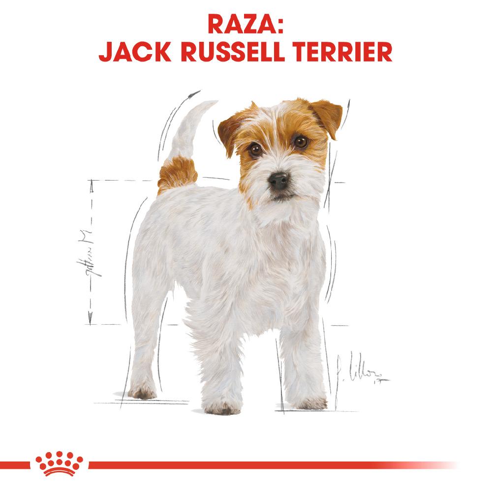 Miscota Royal Canin Cibo Secco per Cani Jack Russell Adult Cyber Monday