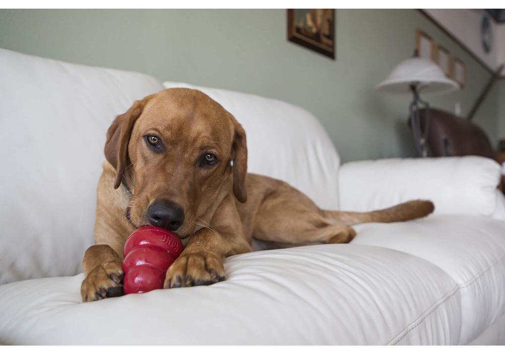 Miscota KONG Stuff'n Liver Snacks per Cani Offerta Pasqua