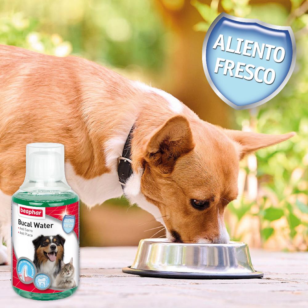 Miscota Beaphar Collutorio Bucal Water per Cani e Gatti Offerta per la Festa della Mamma