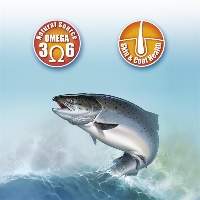 Miscota Arquivet Olio di salmone scozzese per cani e gatti Offerta speciale