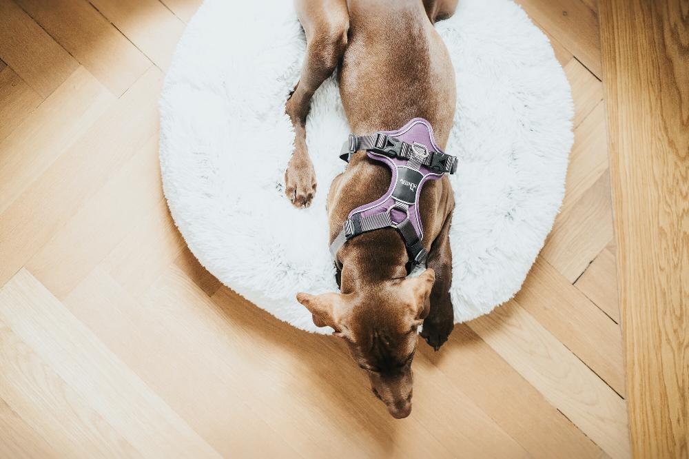 Miscota Hunter Divo Lila Harness Trasporto libero internazionale
