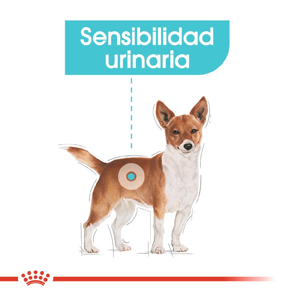 Miscota Royal Canin Mini Urinary Consegna Veloce