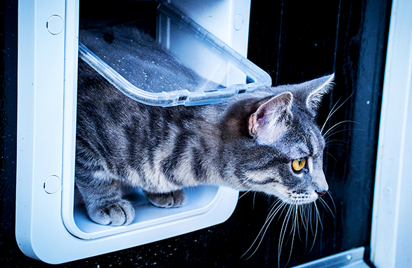Miscota Sure Petcare SureFlap Porta con Microchip Connect Flash Sale