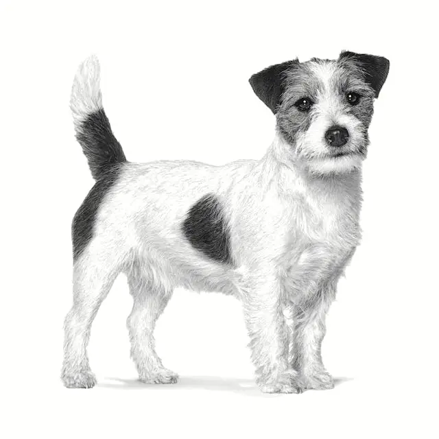 Miscota Royal Canin Alimento gastrointestinale a basso contenuto di grassi per cani di piccola taglia Spedizione Gratuita