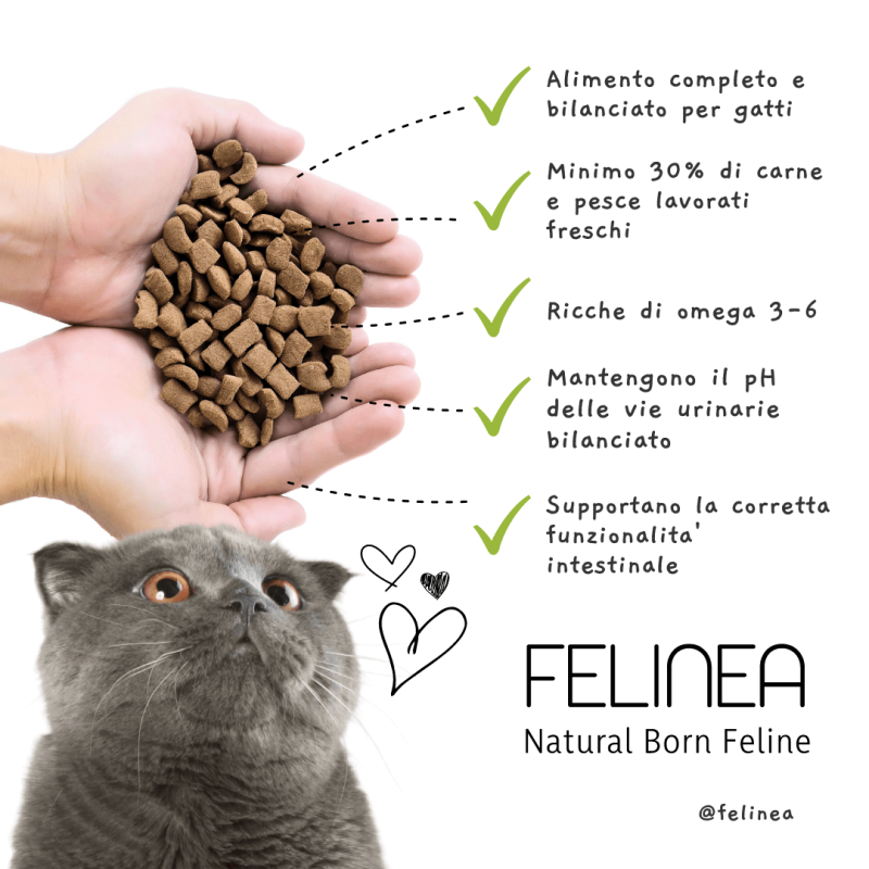 Felinea Kitten Pollo e Tacchino Grain Free per Gattini Negozi Online