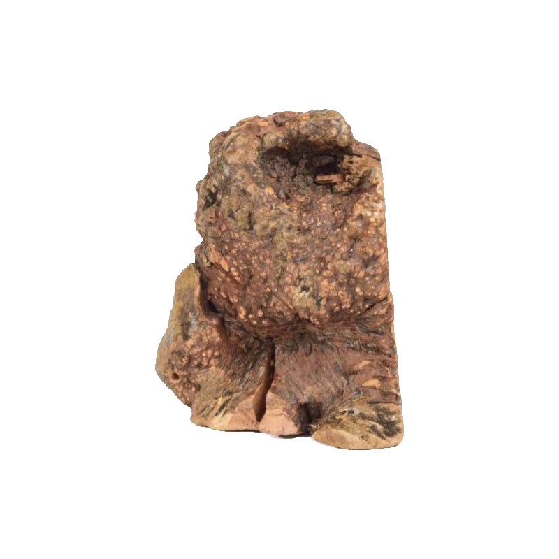 Leopet Radice di Erica