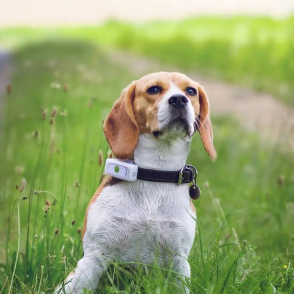 Weenect Dogs 2 Localizzatore GPS per Cani Latest fashion