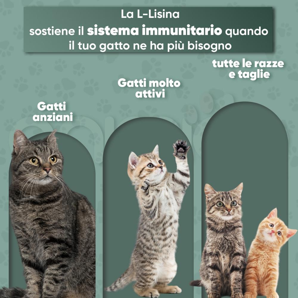 Animigo L-Lisina Polvere Consegna Veloce