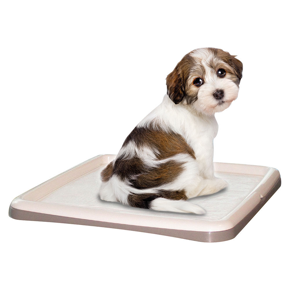 Petup Tip&Tap Portatappetino per addestramento cuccioli 60x60cm 000181317