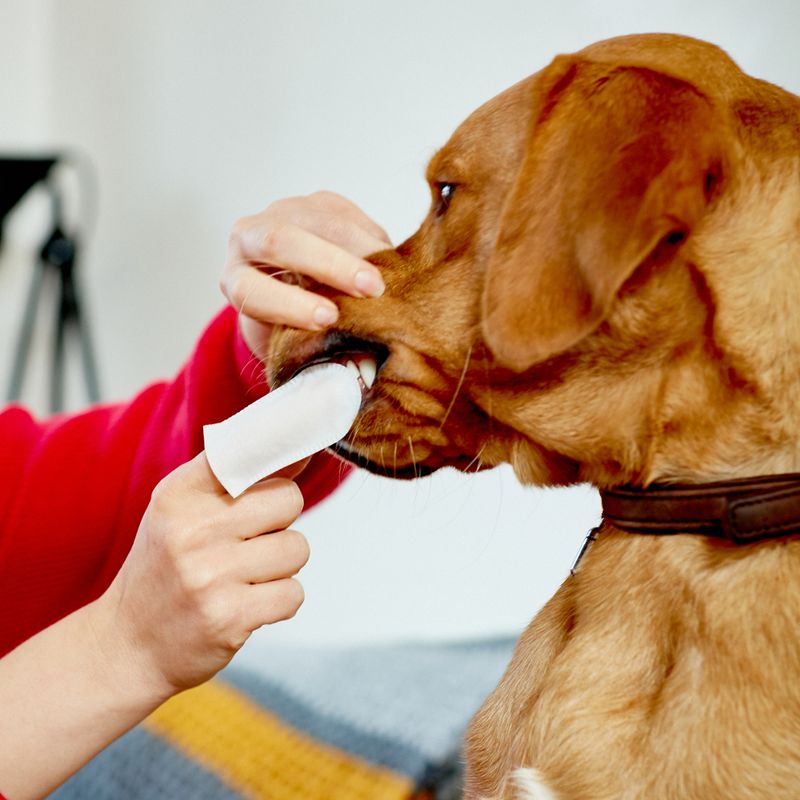 Bitiba Salviette per l'igiene orale Vet's Best® Clean Sottocosto