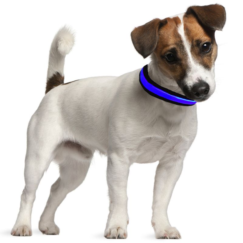 Bitiba Collare luminoso a LED Eyenimal - blu Negozi Online
