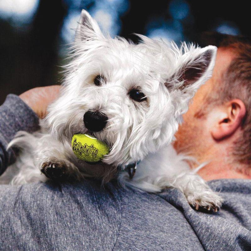 Bitiba Palla per cani KONG AirDog Squeakair Ball In Vendita