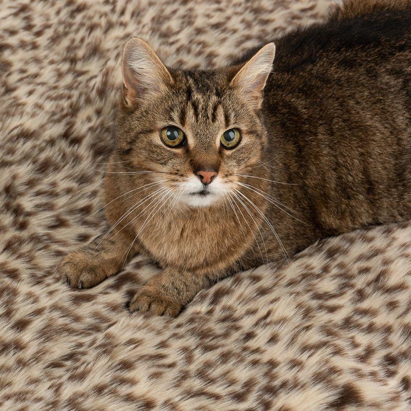 Bitiba Copertina Leo per cani e gatti Shopping Online