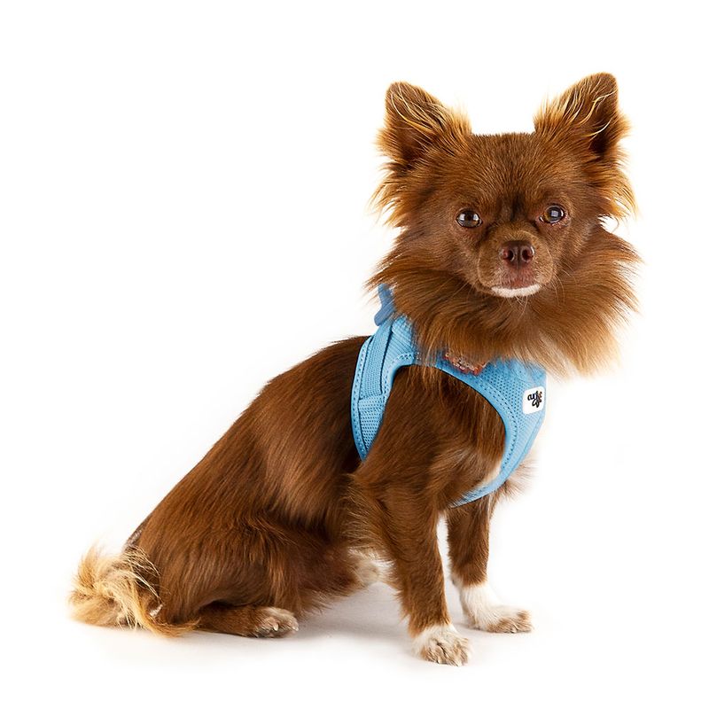 Bitiba Pettorina curli Vest Clasp Air-Mesh - celeste Sconto