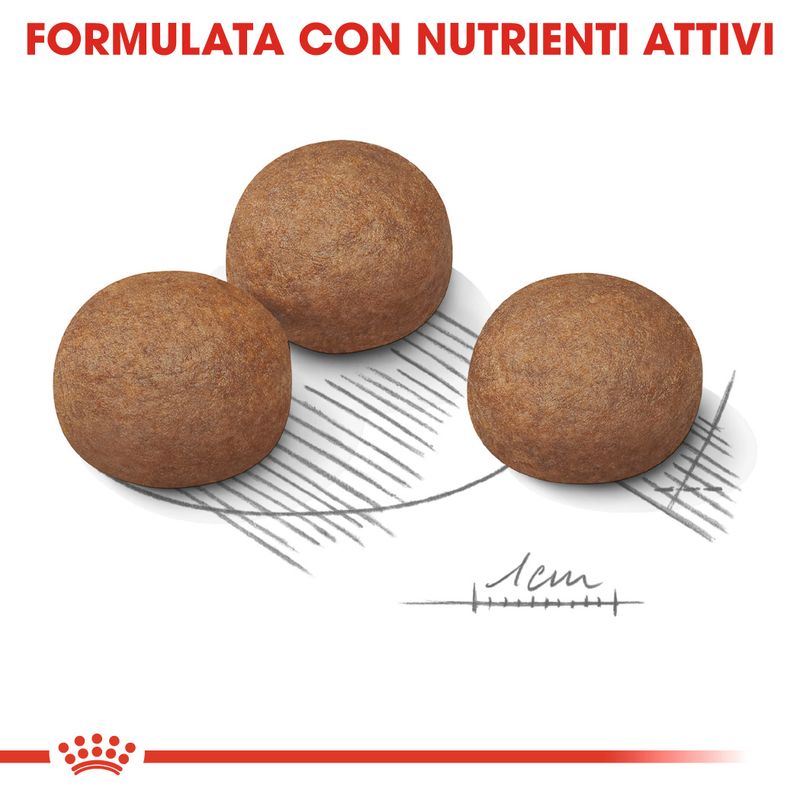 Bitiba Royal Canin Maxi Digestive Care Crocchette per cane In Saldo