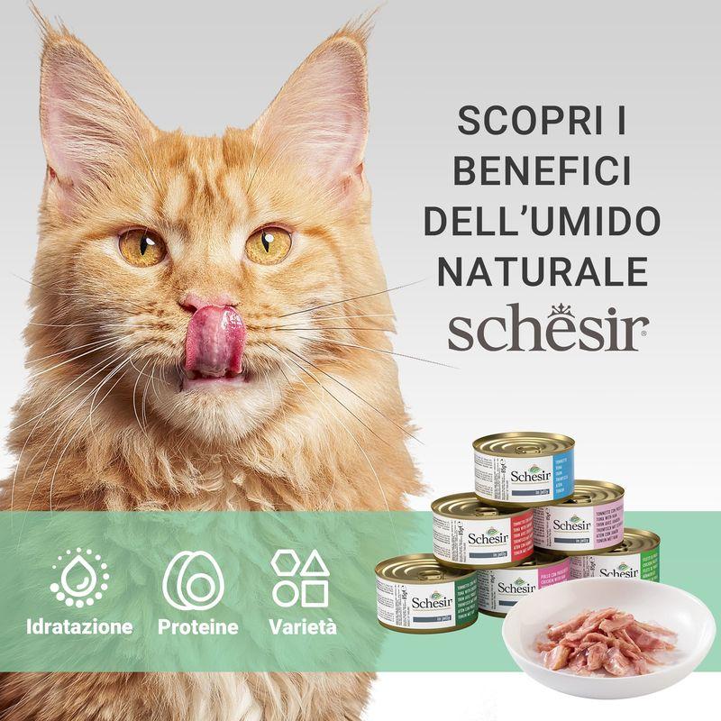 Bitiba Schesir in Gelatina 6 x 85 g Moda