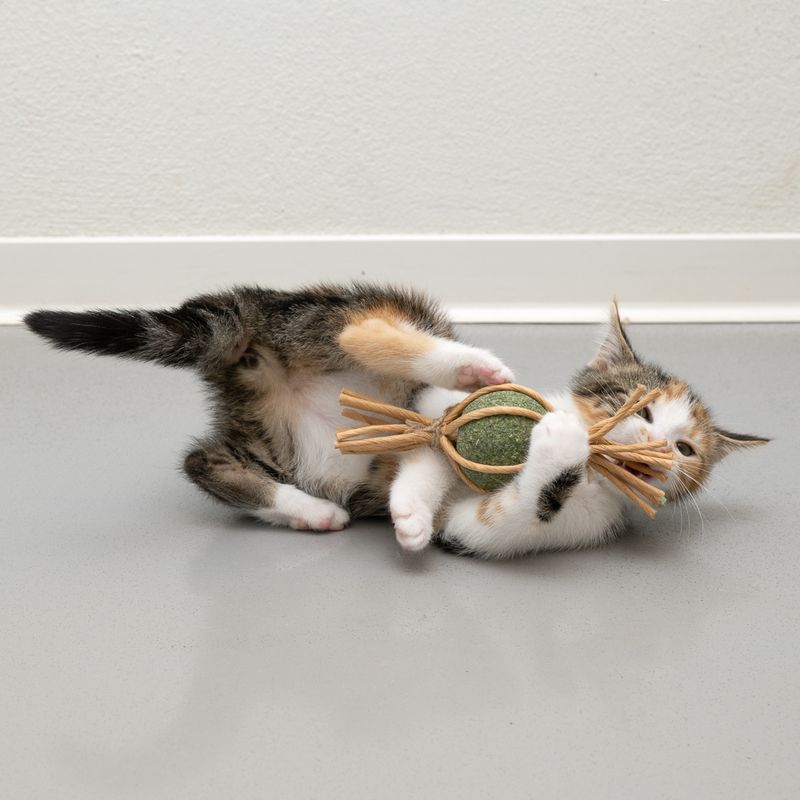 Bitiba Modern Living Catnip Candy Samarcanda Ultimi tre giorni