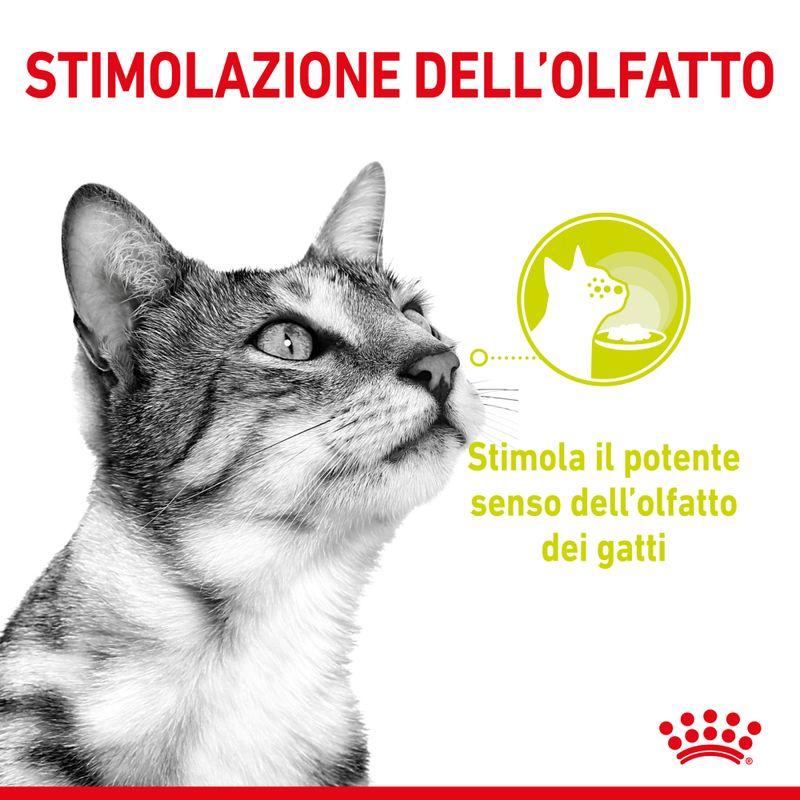Bitiba Royal Canin Sensory in Salsa Pacco misto umido per gatti Outlet