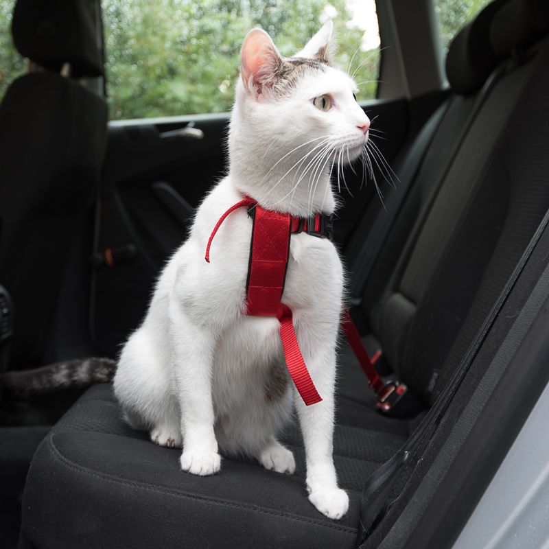 Bitiba Pettorina da automobile per gatti Trixie Offerta San Valentino