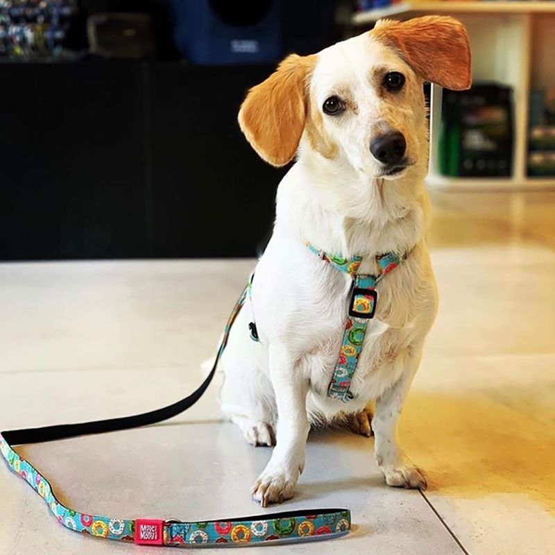 Bitiba Ciambelle di Max & Molly H-Harness In Linea