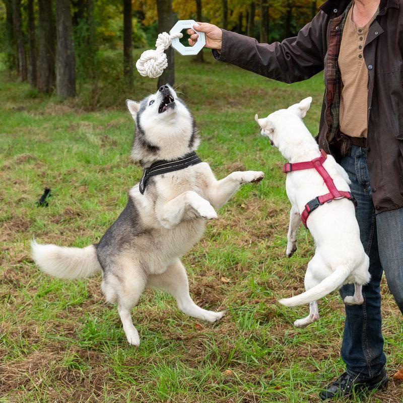 Bitiba Gioco per cani Modern Living Vigo Promozione