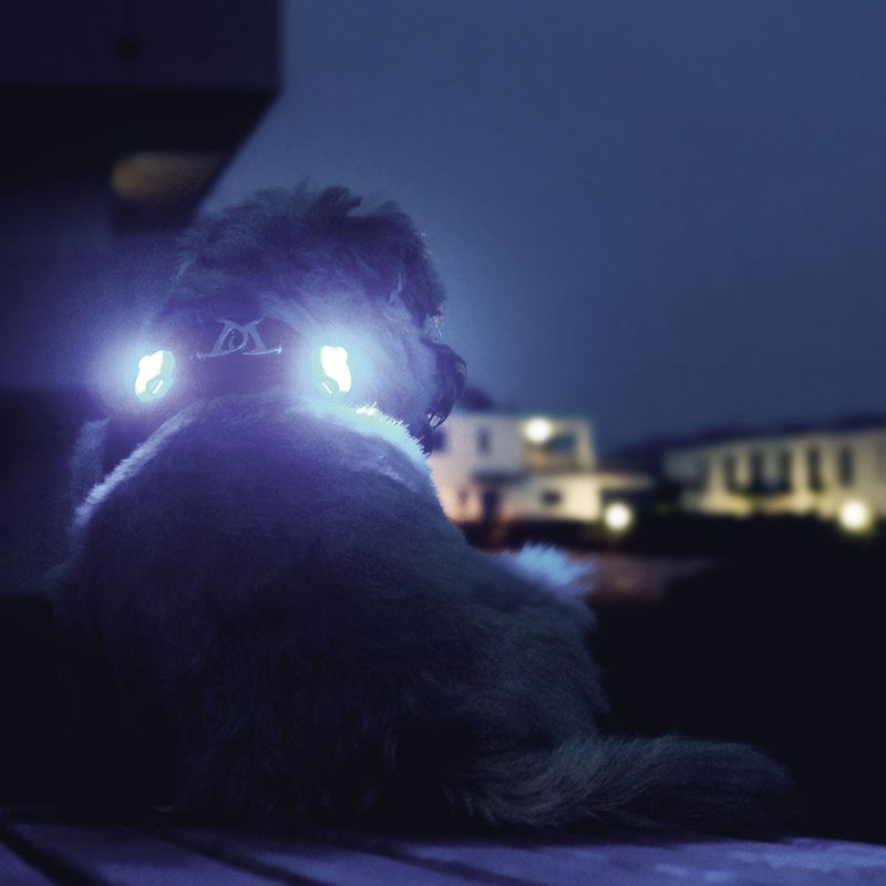 Bitiba LED luumi curli per collare o guinzaglio (2 pz) Saldi Di Fabbrica