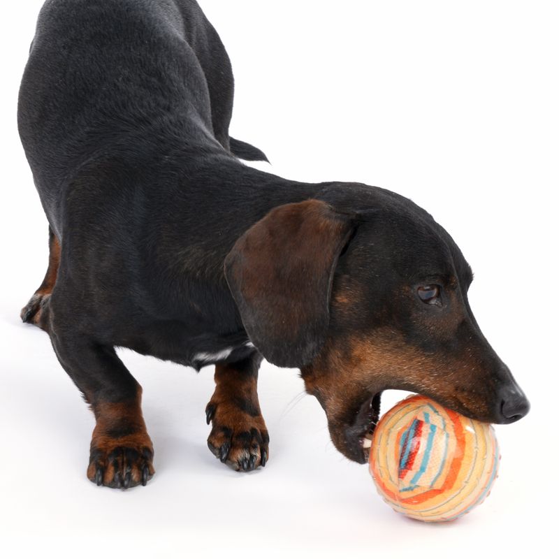 Bitiba Gioco per cani TIAKI Palla in TPR Fantasy Sconti VIP