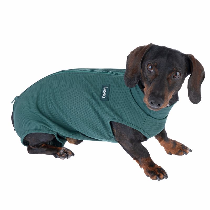 Bitiba kooa Body postoperatorio per cane maschio Super sconto